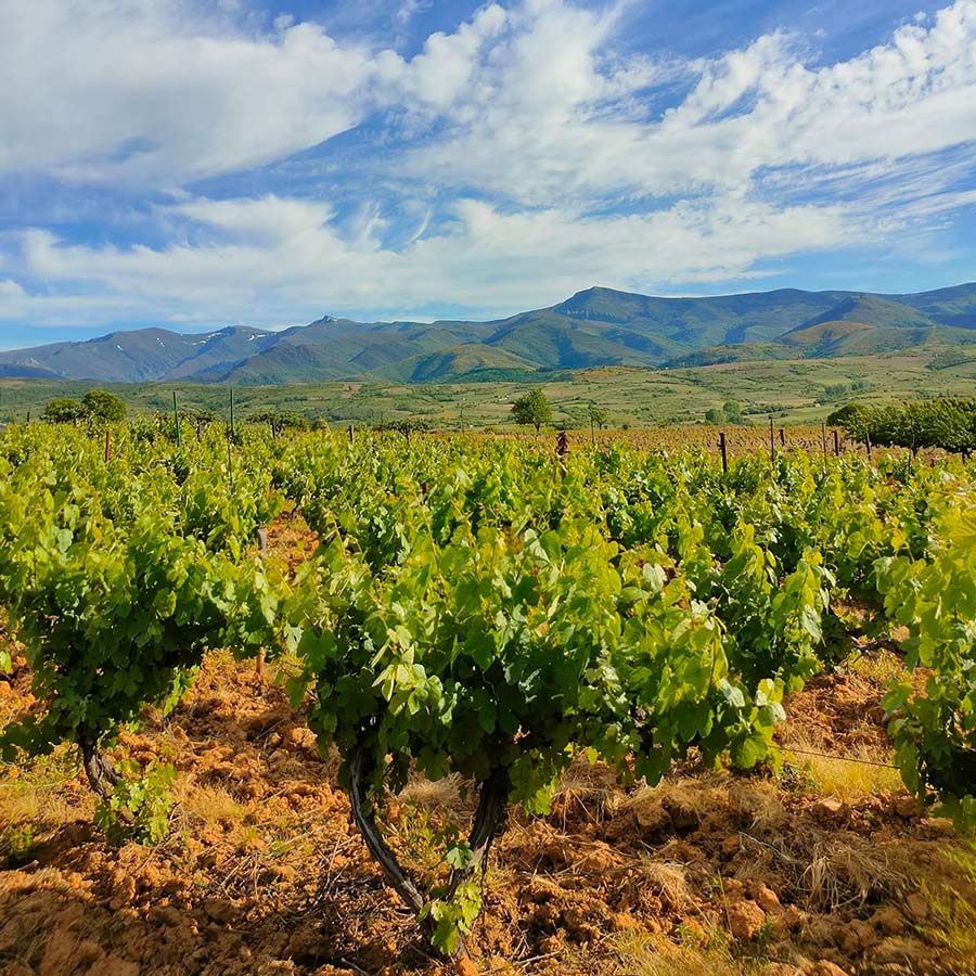 EXPERIENCIA-PLAN-BIERZO-HEREDAD-GALERIA-01
