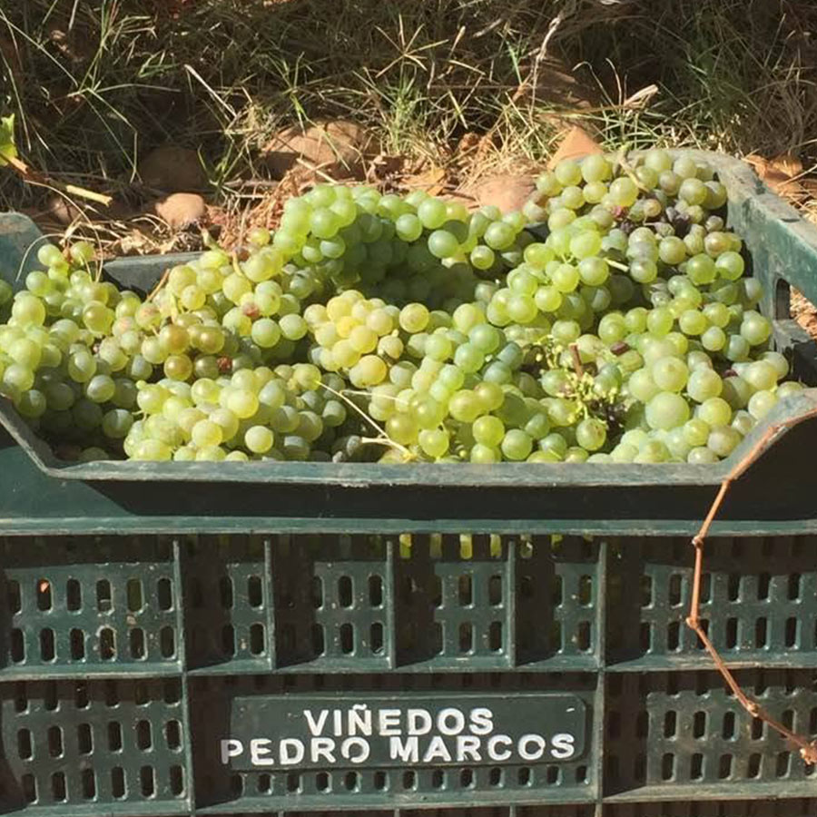 EXPERIENCIA-VISITA-BODEGA-MARCOS-MIÑAMBRES-GALERIA-01