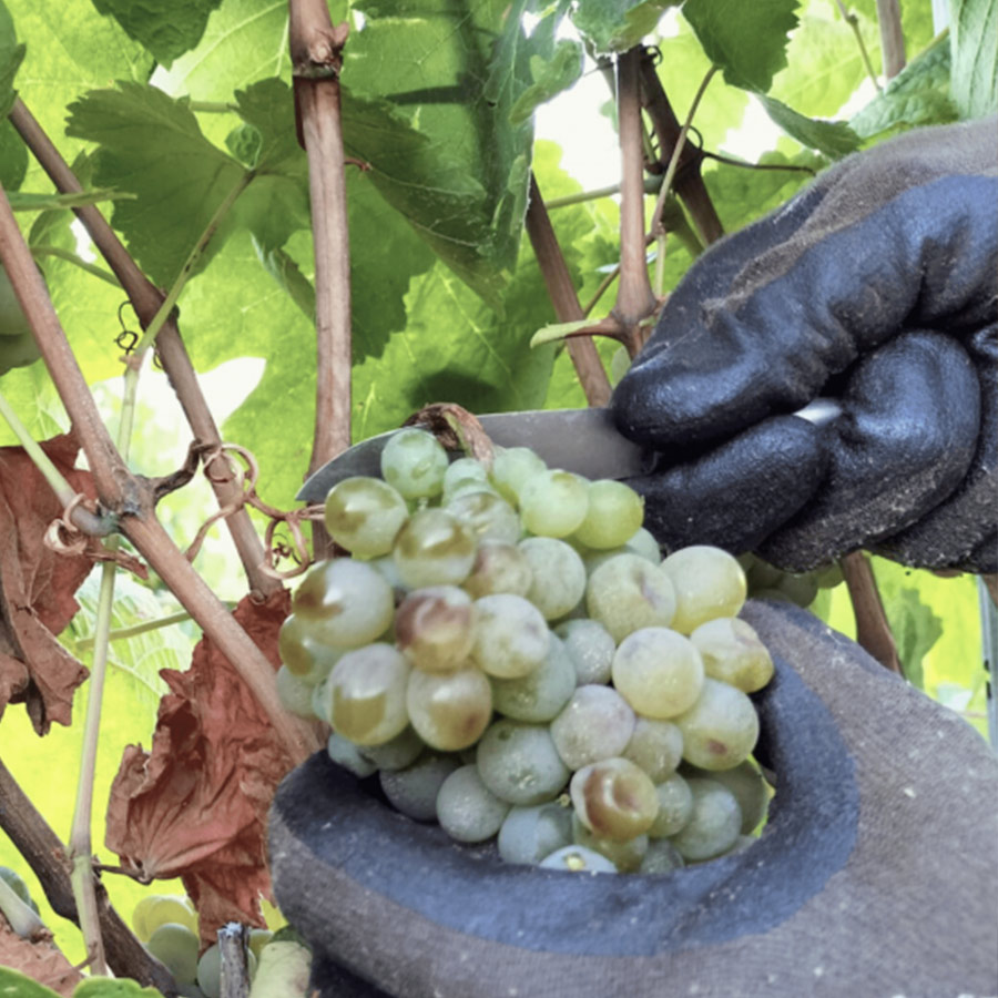 EXPERIENCIA-VISITA-BODEGA-TILENUS-GALERIA-01