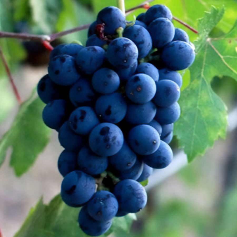 EXPERIENCIA-VISITA-BODEGAS-JULIO-CRESPO-GALERIA-01